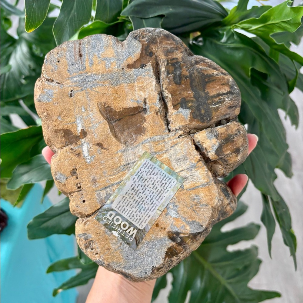 Petrified Wood bowl from Indonesia - Picture 7 of 9